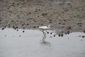 Shore birds on the shore feeding on mollusk photo