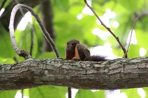 Plantain Squirrel in a reserve photo