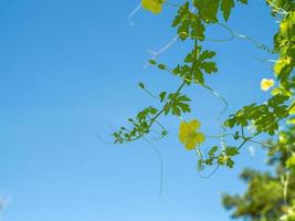 The shoots and flowers of the pumpkin tree On the background is a bright blue sky. photo