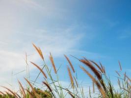 Close up of grass flowers On a sky background.soft focus images. selective focus photo