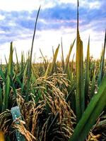 rice plants ready to be harvested photo