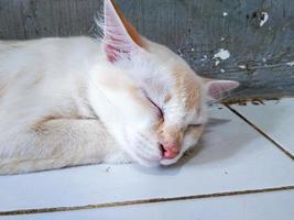 domestic white cat is sleeping on the floor of the house photo