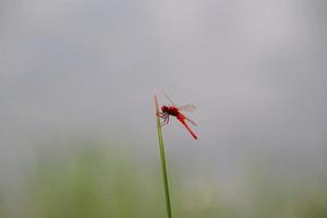 Red Dragonfly on a stem edge photo