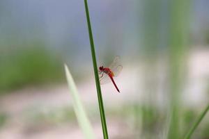 Red Dragonfly on a stem edge photo