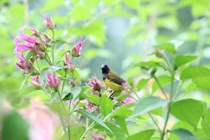 Sunbird respaldado por oliva en una flor foto