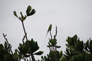 Long tailed parakeet up on the tree tops photo