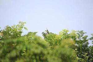 Black winged Kite on a distant tree top photo