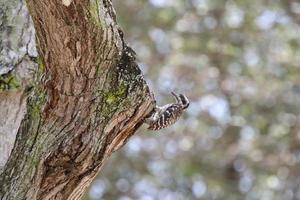 Sunda Pygmy Woodpecker pecking on a tree photo