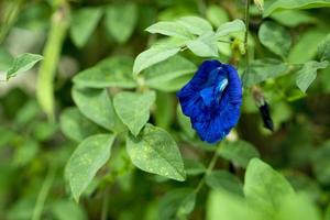 palomas asiáticas o flor de guisante de mariposa color azul violáceo. con fondo de hojas verdes. foto