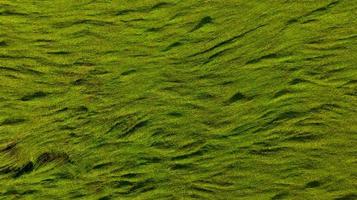 Aerial view of green rice field texture background. Rice plants bend down to cover ground from monsoon winds. Natural pattern of green rice farm. Above view of agricultural field. Beauty in nature. photo