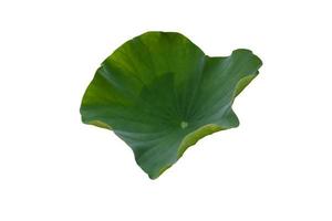 Isolated waterlily or lotus leaf with clipping paths. photo