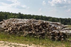 white birch tree logs heap, forest tree diversity photo