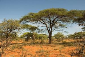 Ethiopian landscape with acacia tree photo