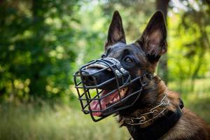 Portrait of a Belgian shepherd dog, on a walk in a green park. photo