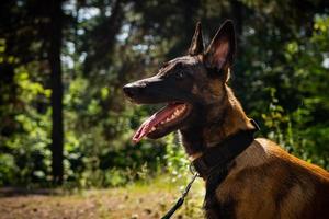 Portrait of a Belgian shepherd dog, on a walk in a green park. photo