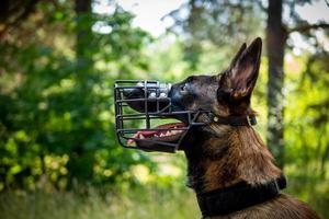 Portrait of a Belgian shepherd dog, on a walk in a green park. photo