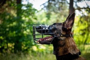 Portrait of a Belgian shepherd dog, on a walk in a green park. photo