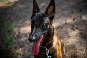 Portrait of a Belgian shepherd dog, on a walk in a green park. photo