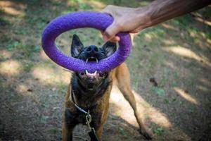 training of a Belgian shepherd dog, on a walk in a green park. photo