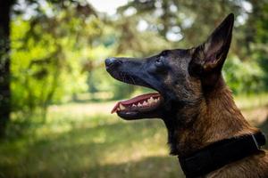 Portrait of a Belgian shepherd dog, on a walk in a green park. photo