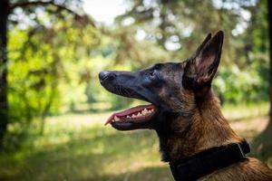 Portrait of a Belgian shepherd dog, on a walk in a green park. photo