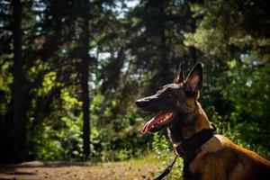 Portrait of a Belgian shepherd dog, on a walk in a green park. photo