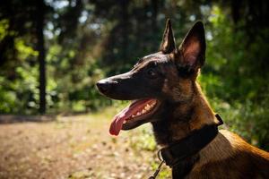 Portrait of a Belgian shepherd dog, on a walk in a green park. photo