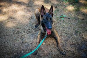 Portrait of a Belgian shepherd dog, on a walk in a green park. photo