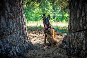 Portrait of a Belgian shepherd dog, on a walk in a green park. photo