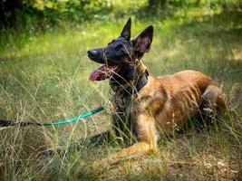 Portrait of a Belgian shepherd dog, on a walk in a green park. photo
