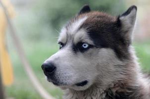 Proud handsome young husky dog with head in profile sitting in garden photo