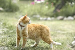 un gato de rayas rojas camina sobre la hierba afuera foto