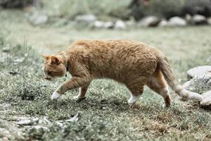 A red striped cat walks on the grass outside