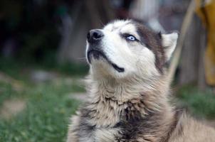 Proud handsome young husky dog with head in profile sitting in garden photo