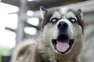 Arctic Malamute with blue eyes muzzle portrait close up. This is a fairly large dog native type photo