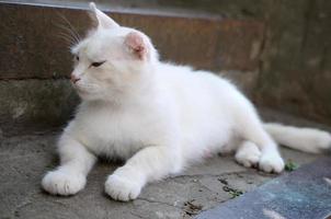 White cat lay down and sleep on concrete stairs outdoors photo