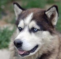 Arctic Malamute with blue eyes muzzle portrait close up. This is a fairly large dog native type photo