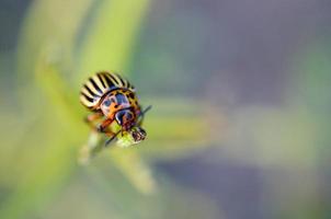 Colorado potato beetle Leptinotarsa decemlineata crawling on potato leaves photo