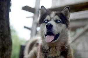 Arctic Malamute with blue eyes muzzle portrait close up. This is a fairly large dog native type photo