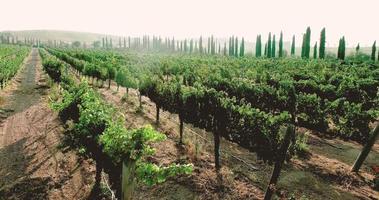 antenn vingård vindruvor på de vin. temecula vin Land Kalifornien, oss video