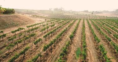 uvas de vinha aérea na videira. região vinícola de temecula, califórnia, nós video