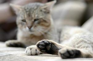 Sad tabby cat lying on a soft sofa outdoors and resting with paw in focus photo