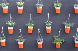 Pansies Flowers in hanging pots in the store, spring background photo