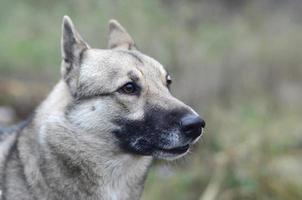 retrato de una raza de perro laika siberiana occidental con fondo de campo verde foto