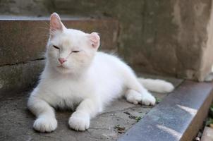 White cat lay down and sleep on concrete stairs outdoors photo