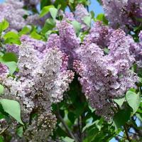 Branches of purple lilac and green leaves. Blooming branch of lilac photo