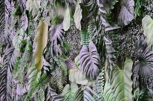 Tropical green leaves background, fern, palm and Monstera Deliciosa leaf on wall photo
