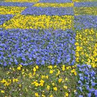 hermosos pensamientos florecientes violetas y amarillos en el jardín de primavera foto