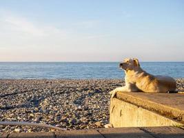el perro en el muelle mira la puesta de sol. el perro está tomando el sol. playa rocosa de la ciudad del sur. foto