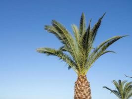 Palm tree against the sky. Part of a plant. Vacation on the beach. Relaxation at sea. The trunk and leaves of a palm tree photo